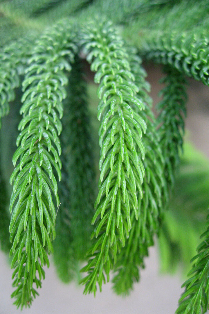 Healthy Longleaf Pines And Wiregrass Poster Wall Art Print Home Wall Decor - xonomax