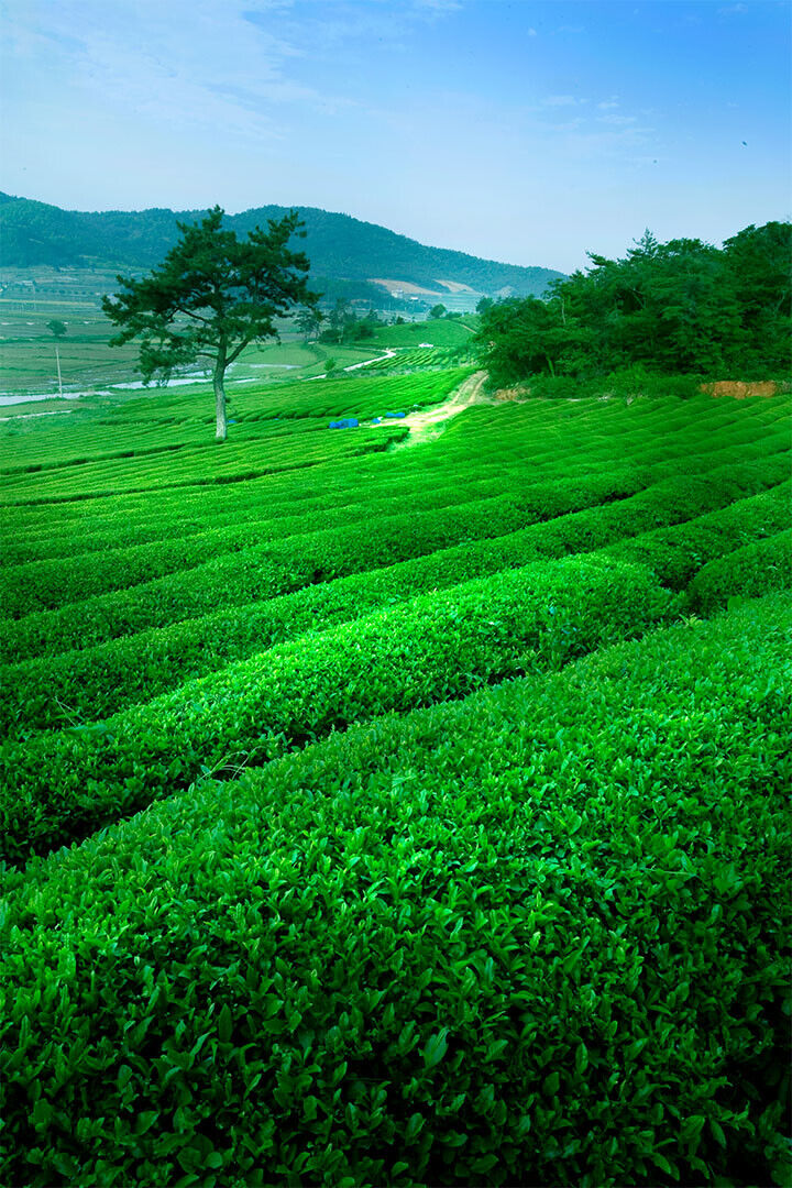Green Tea Field And Mount Fuji Nature Poster Wall Art Print Home Wall Decor - xonomax
