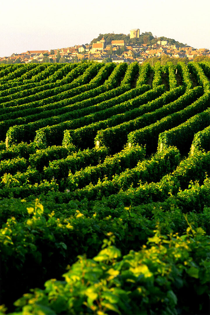 Vineyard In Napa Valley Landscape Nature Poster Wall Art Print Home Wall Decor - xonomax