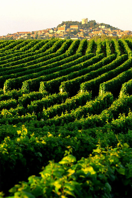 Vineyard In Napa Valley Landscape Nature Poster Wall Art Print Home Wall Decor - xonomax