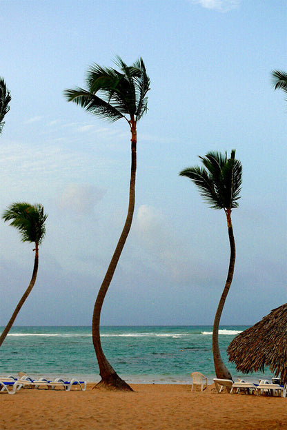 Coconut Palms On Kalapana Beach Trees Poster Wall Art Print Home Wall Decor - xonomax