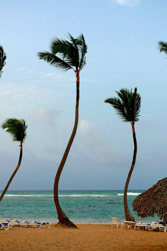 Coconut Palms On Kalapana Beach Trees Poster Wall Art Print Home Wall Decor - xonomax