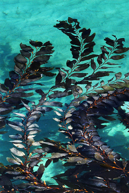 Giant Algae Growing In A Sheltered Bay In The Water Poster Wall Art Print Home Wall Decor - xonomax