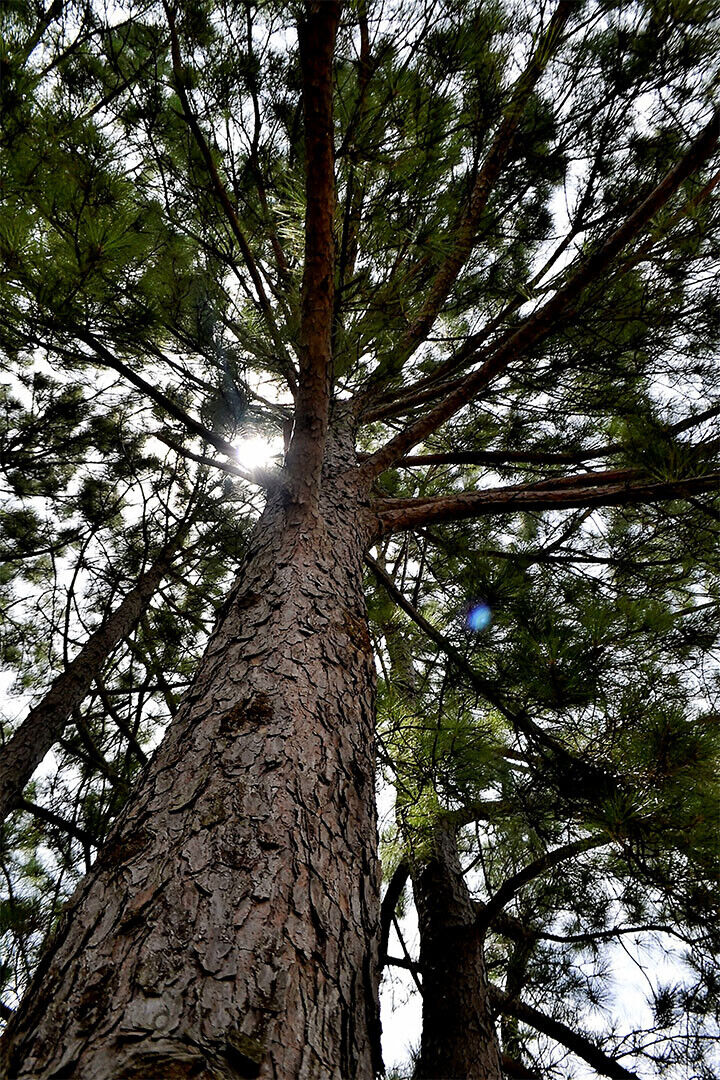 Long Leaf Pine Trees In The East Pine Woods Poster Wall Art Print Home Wall Decor - xonomax