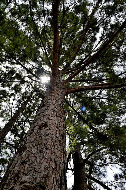 Long Leaf Pine Trees In The East Pine Woods Poster Wall Art Print Home Wall Decor - xonomax