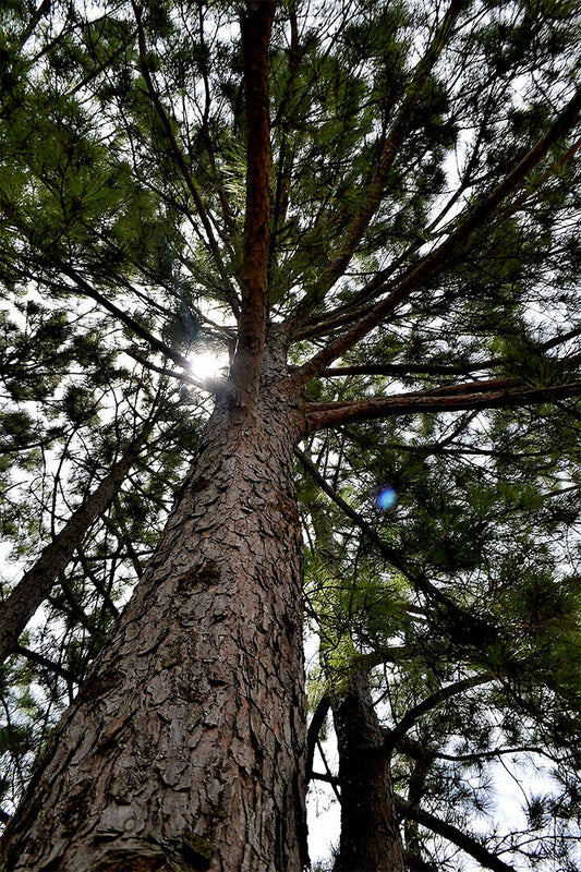 Long Leaf Pine Trees In The East Pine Woods Poster Wall Art Print Home Wall Decor - xonomax