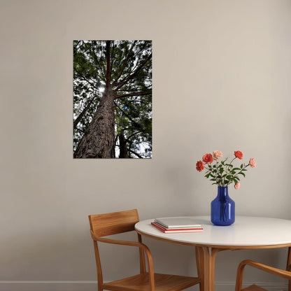 Long Leaf Pine Trees In The East Pine Woods Poster Wall Art Print Home Wall Decor - xonomax