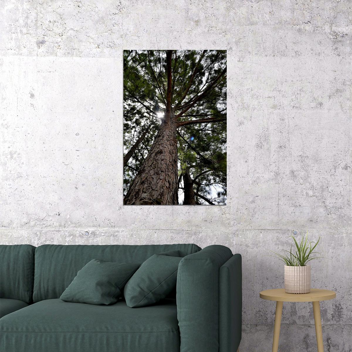 Long Leaf Pine Trees In The East Pine Woods Poster Wall Art Print Home Wall Decor - xonomax