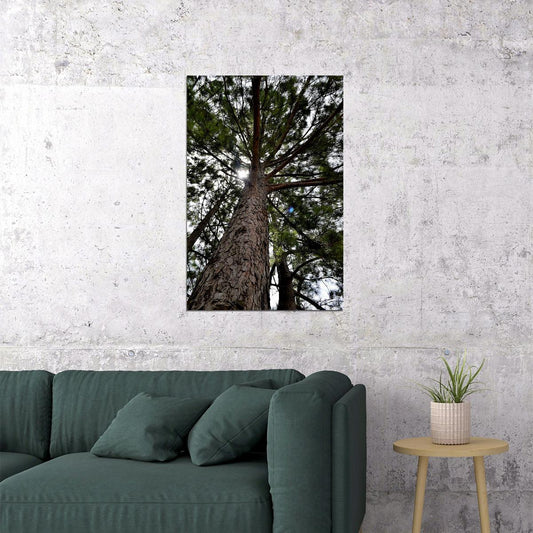 Long Leaf Pine Trees In The East Pine Woods Poster Wall Art Print Home Wall Decor - xonomax