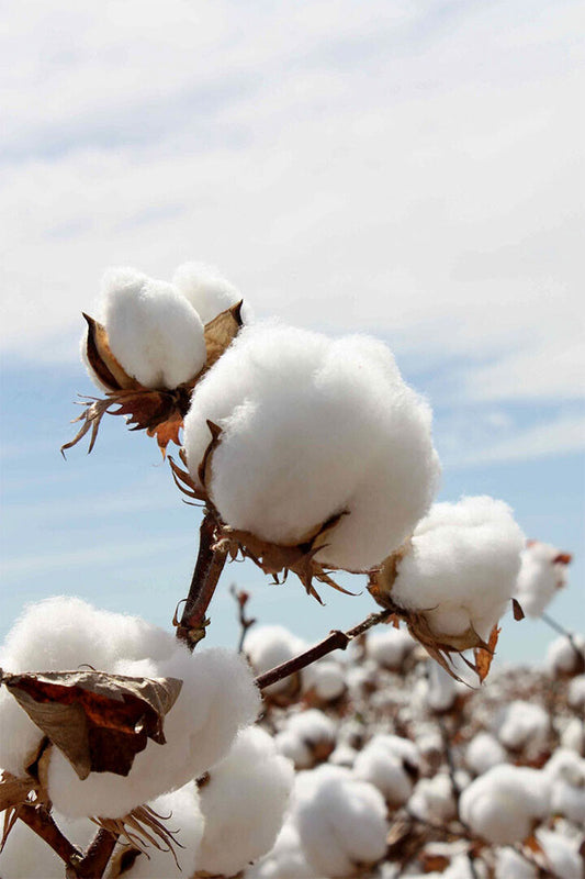 Cotton Plant Tropical Plants Nature Poster Wall Art Print Home Wall Decor - xonomax