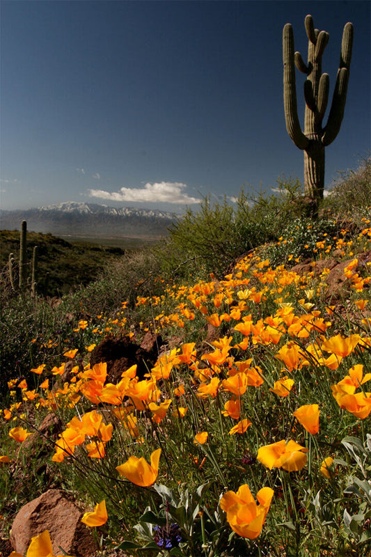 California Poppies Bloom Field Near Ocean Poster Wall Art Print Home Wall Decor - xonomax