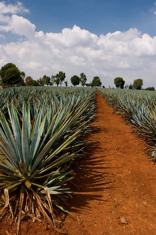 Tequila Agave Fields Landscape Nature Poster Wall Art Print Home Wall Decor - xonomax