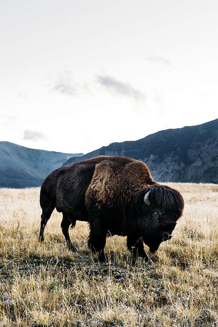 Bison Grazing On Green Hills Animals Poster Wall Art Print Home Wall Decor - xonomax