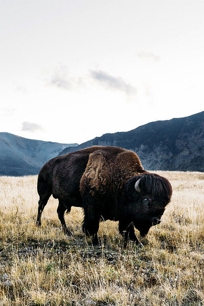 Bison Grazing On Green Hills Animals Poster Wall Art Print Home Wall Decor - xonomax