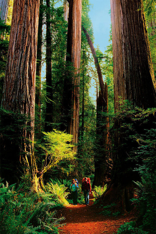 Detail Of Redwood Bark Forest Landscape Poster Wall Art Print Home Wall Decor - xonomax
