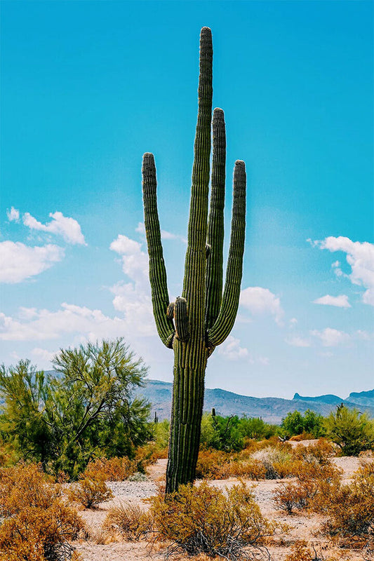 Cacti In Arid Land Under Blue Sky Nature Poster Wall Art Print Home Wall Decor - xonomax