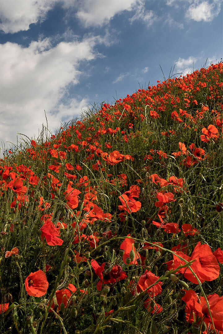 Poppy Field Under The Sky Flowers Nature Poster Wall Art Print Home Wall Decor - xonomax