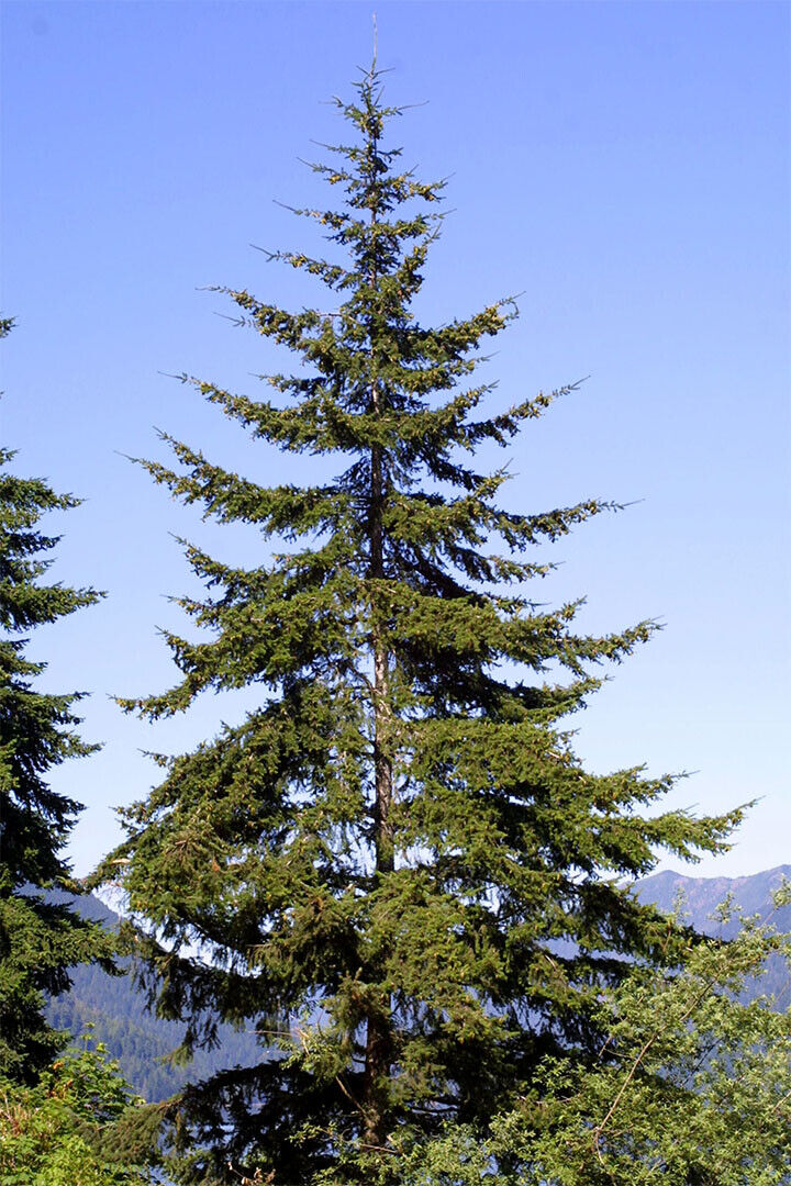 Green Leaves Douglas Fir Tree Nature Poster Wall Art Print Home Wall Decor - xonomax