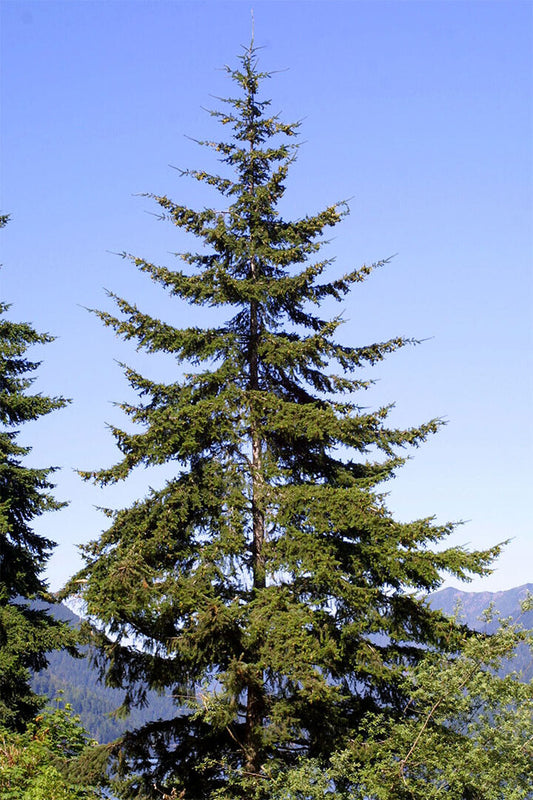 Green Leaves Douglas Fir Tree Nature Poster Wall Art Print Home Wall Decor - xonomax