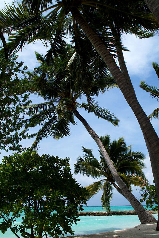 Palm Tree On Maldives Nature Trees Poster Wall Art Print Home Wall Decor - xonomax