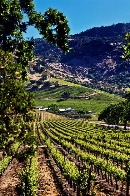 Vineyards Of Okanagan Valley Canada Fruit Poster Wall Art Print Home Wall Decor - xonomax