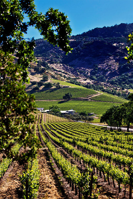 Vineyards Of Okanagan Valley Canada Fruit Poster Wall Art Print Home Wall Decor - xonomax
