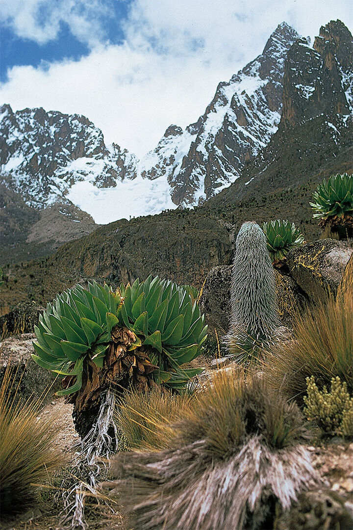 Snowy Mount Kenya Seen From Afar Poster Wall Art Print Home Wall Decor - xonomax