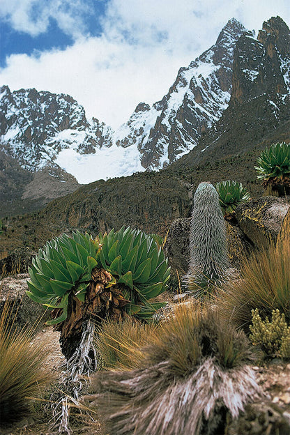Snowy Mount Kenya Seen From Afar Poster Wall Art Print Home Wall Decor - xonomax