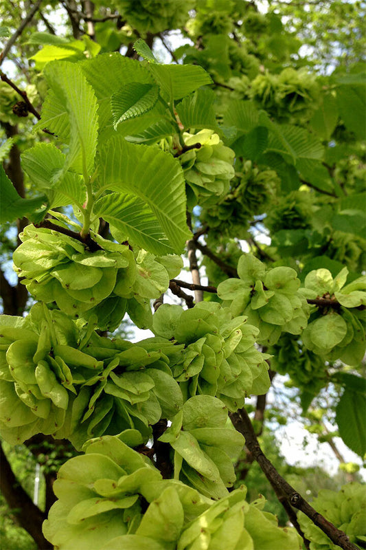 Flowers And Buds Of Wych Elm Green Leaves Poster Wall Art Print Home Wall Decor - xonomax