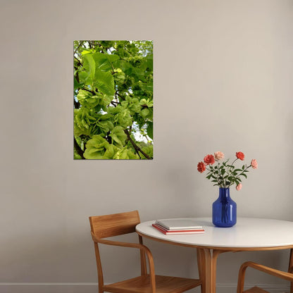 Flowers And Buds Of Wych Elm Green Leaves Poster Wall Art Print Home Wall Decor - xonomax