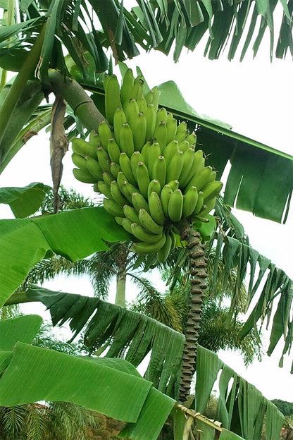 Banana Plants Colombia Sweet Fruit Picture Poster Wall Art Print Home Wall Decor - xonomax