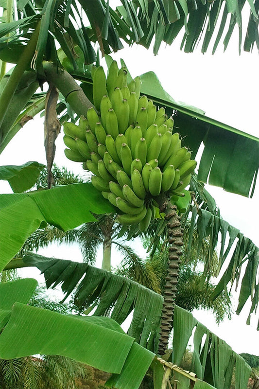 Banana Plants Colombia Sweet Fruit Picture Poster Wall Art Print Home Wall Decor - xonomax