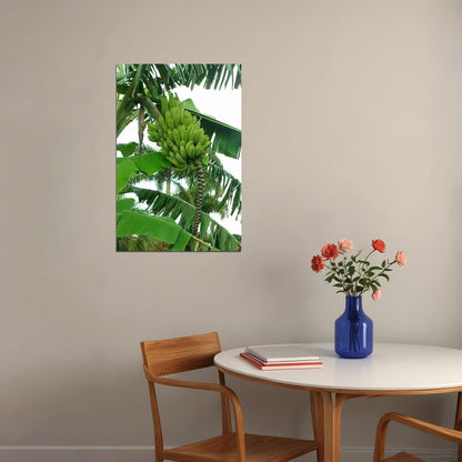 Banana Plants Colombia Sweet Fruit Picture Poster Wall Art Print Home Wall Decor - xonomax