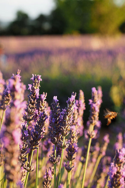 Lavender Crop In Bloom Fragrant Plants Nature Poster Wall Art Print Home Wall Decor - xonomax