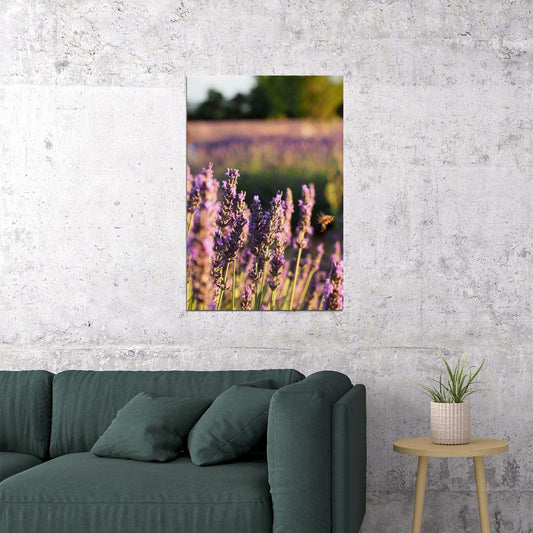 Lavender Crop In Bloom Fragrant Plants Nature Poster Wall Art Print Home Wall Decor - xonomax