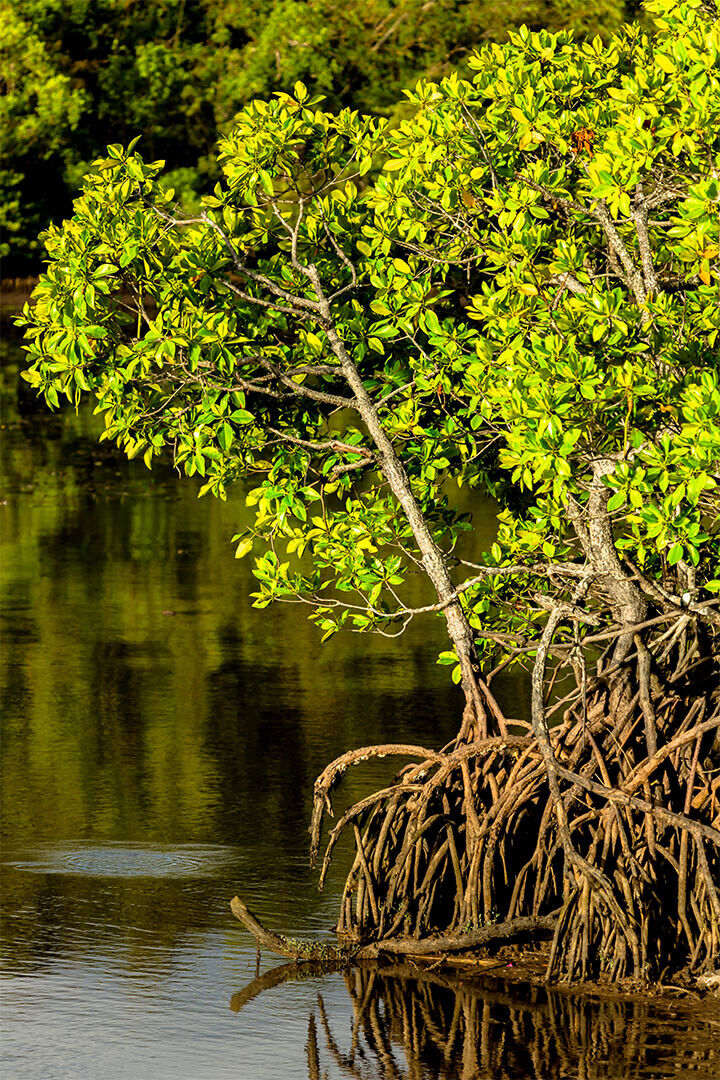 Mangroves Growing In Swamp Poster Wall Art Print Home Wall Decor - xonomax