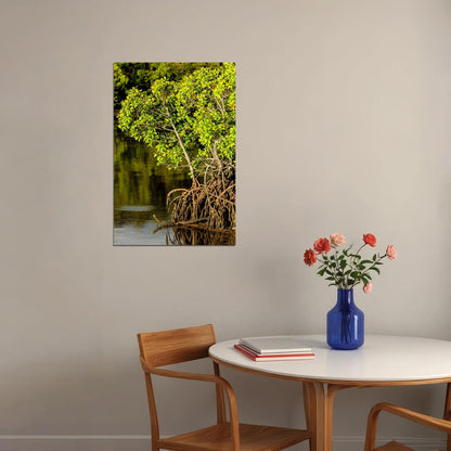 Mangroves Growing In Swamp Poster Wall Art Print Home Wall Decor - xonomax