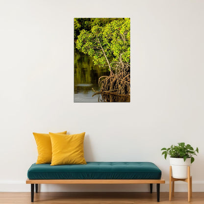 Mangroves Growing In Swamp Poster Wall Art Print Home Wall Decor - xonomax