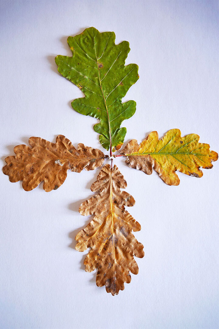 Four Grain Oak Tree Leaves Changing Color Poster Wall Art Print Home Wall Decor - xonomax