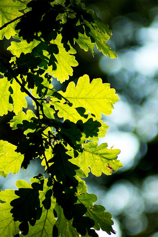 Oak Tree Leaves Changing Color Picture Poster Wall Art Print Home Wall Decor - xonomax