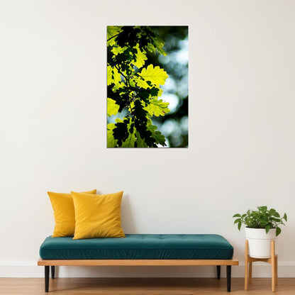 Oak Tree Leaves Changing Color Picture Poster Wall Art Print Home Wall Decor - xonomax