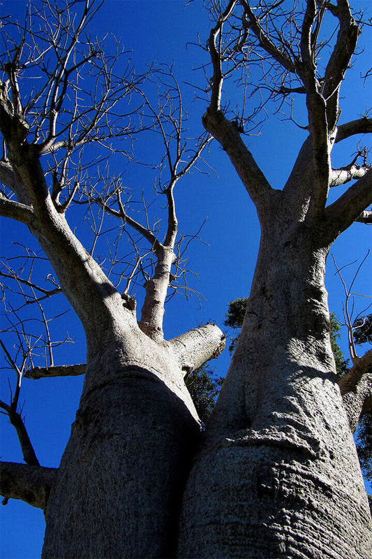 Baobab Tree In Leaf Bottom Up View Poster Wall Art Print Home Wall Decor - xonomax