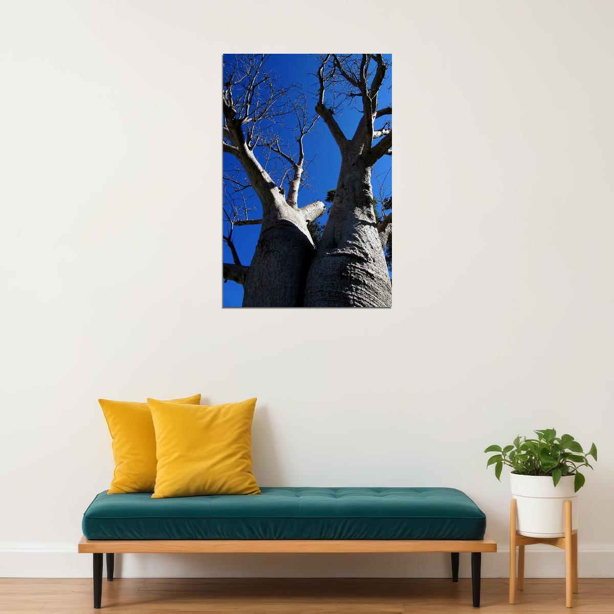 Baobab Tree In Leaf Bottom Up View Poster Wall Art Print Home Wall Decor - xonomax