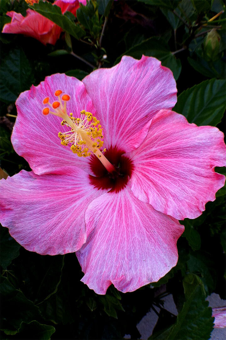 Hibiscus Flower Scented Plants Poster Wall Art Print Home Wall Decor - xonomax