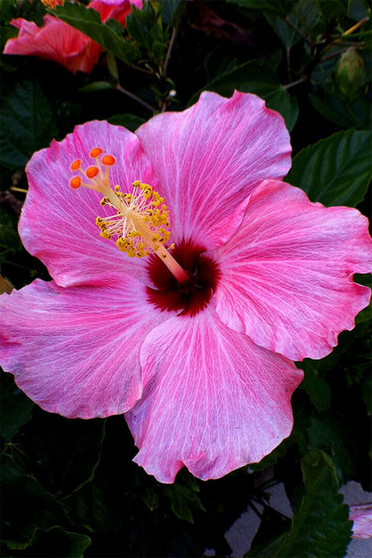 Hibiscus Flower Scented Plants Poster Wall Art Print Home Wall Decor - xonomax