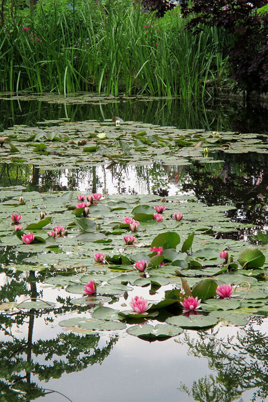 Pond In Monet's Garden Nature Landscape Poster Wall Art Print Home Wall Decor - xonomax