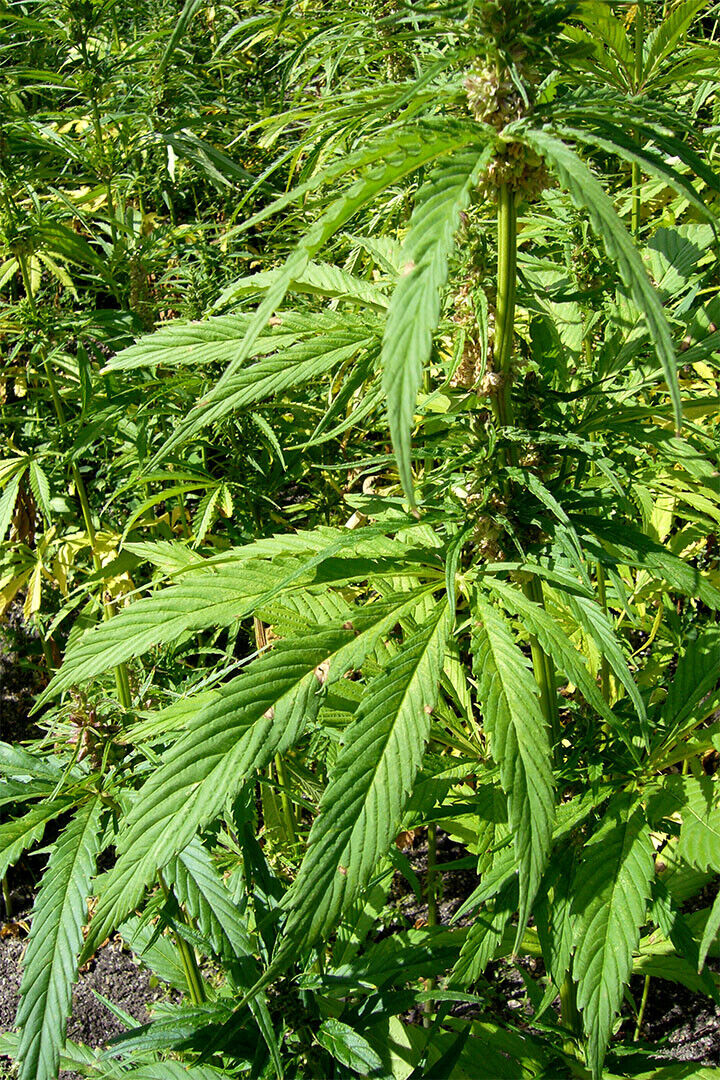 Hemp Plants Delightful Green Plants Paintig Poster Wall Art Print Home Wall Decor - xonomax