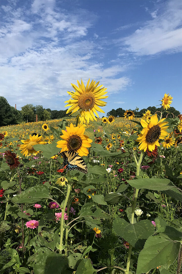 Sunflower Field Landscape Photograph Poster Wall Art Print Home Wall Decor - xonomax