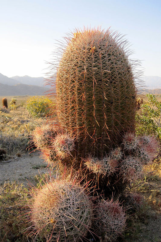 Hot Nature Desert Plant Community Picture Poster Wall Art Print Home Wall Decor - xonomax