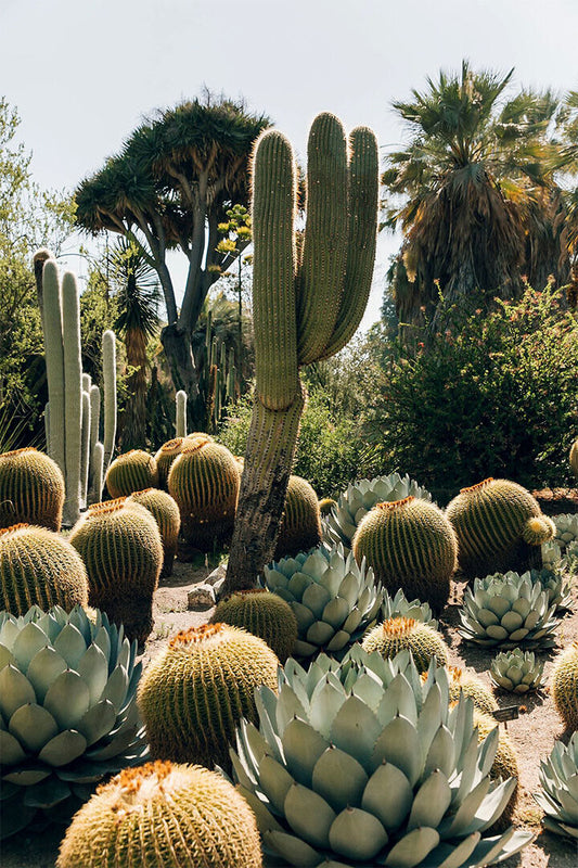 Desert Plant Community Hot Nature Picture Poster Wall Art Print Home Wall Decor - xonomax